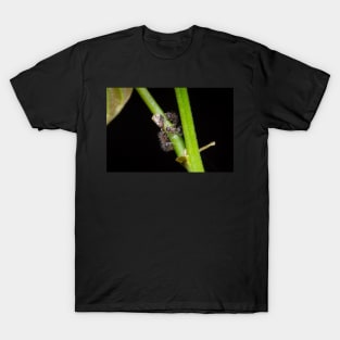 Unique and organic photo of a swarm of ants tending a treehopper T-Shirt